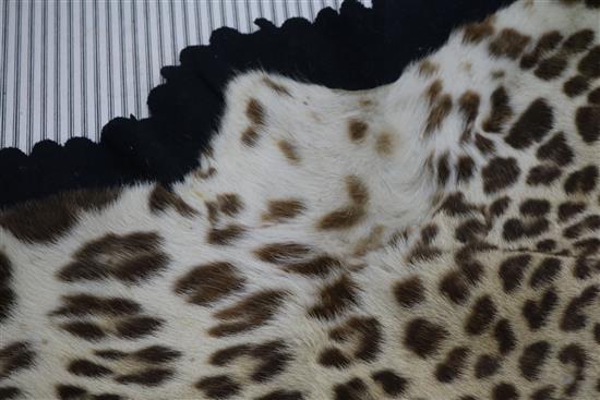 A taxidermic leopard skin rug, with label Vaningen & Vaningen Mysore, L.260cm